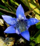 Gentiana septemfida