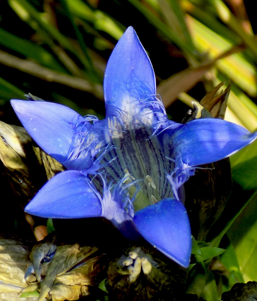 Image of Gentiana septemfida specimen.