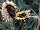Datura stramonium. Вскрытая коробочка с семенами. Украина, г. Николаев, Заводской р-н, Намыв, берег р. Южный Буг. 01.02.2018.