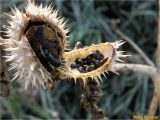 Datura stramonium