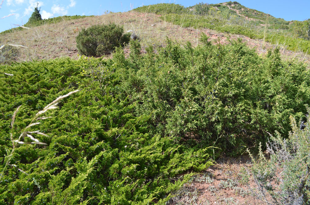 Изображение особи Juniperus pseudosabina.