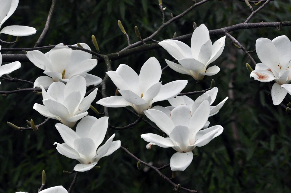 Image of Magnolia denudata specimen.
