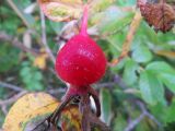 Rosa rugosa. Спелый плод. Сахалинская обл., о. Итуруп, окр. с. Горное. 24.09.2014.