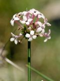 Asperula pubescens. Соцветие. Греция, о-в Крит, ном Ханья (Νομός Χανίων), дим Платаньяс (Δήμος Πλατανιά), горный массив Лефка Ори (Λευκά Όρη), урочище Ксилоскало (Ξυλόσκαλο), ≈ 1200 м н.у.м., каменистый склон у автомобильной дороги. 28 июня 2017 г.