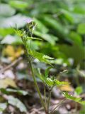 Geranium robertianum. Верхушка цветущего растения. Грузия, г. Тбилиси, Центральный ботанический сад АН Грузии, под пологом широколиственного леса. 15.05.2017.