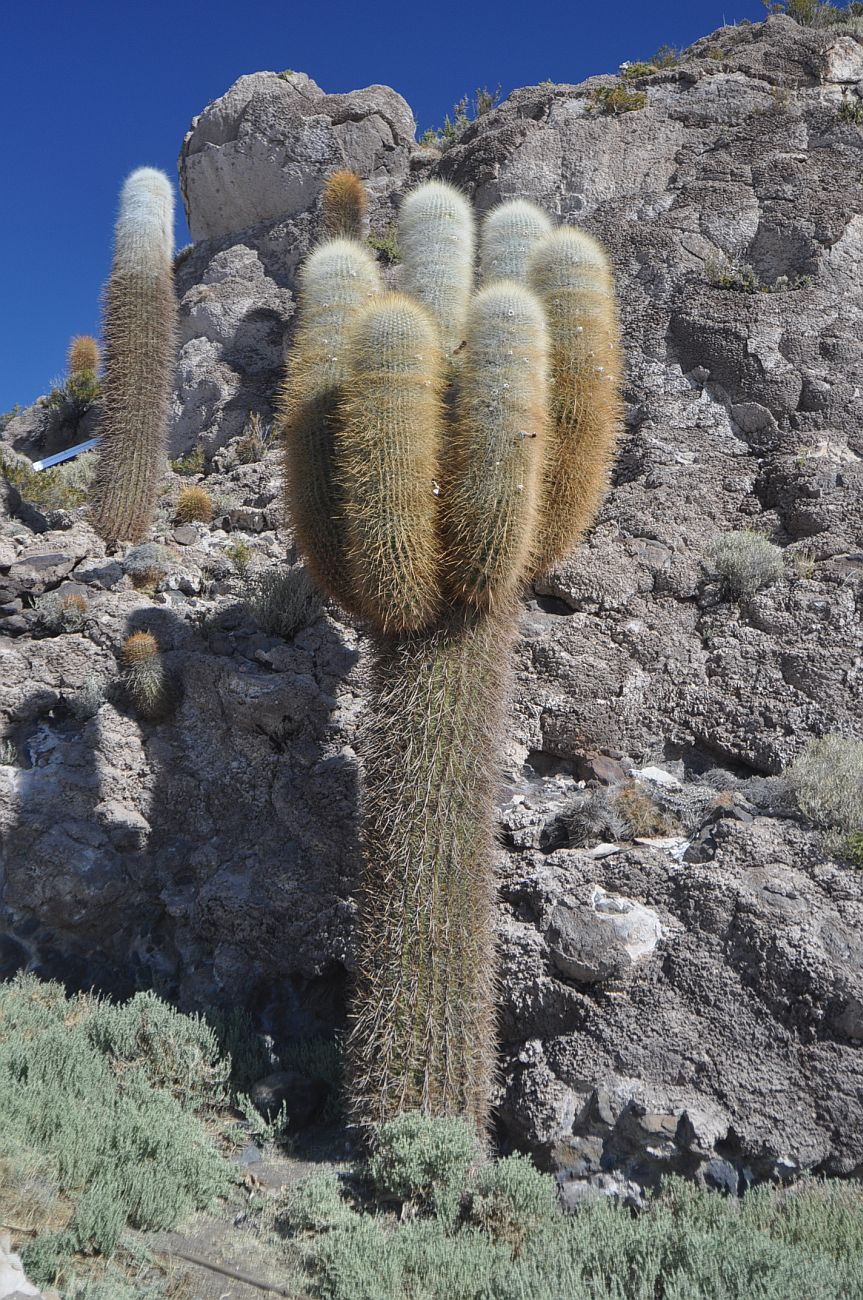 Image of Trichocereus atacamensis specimen.