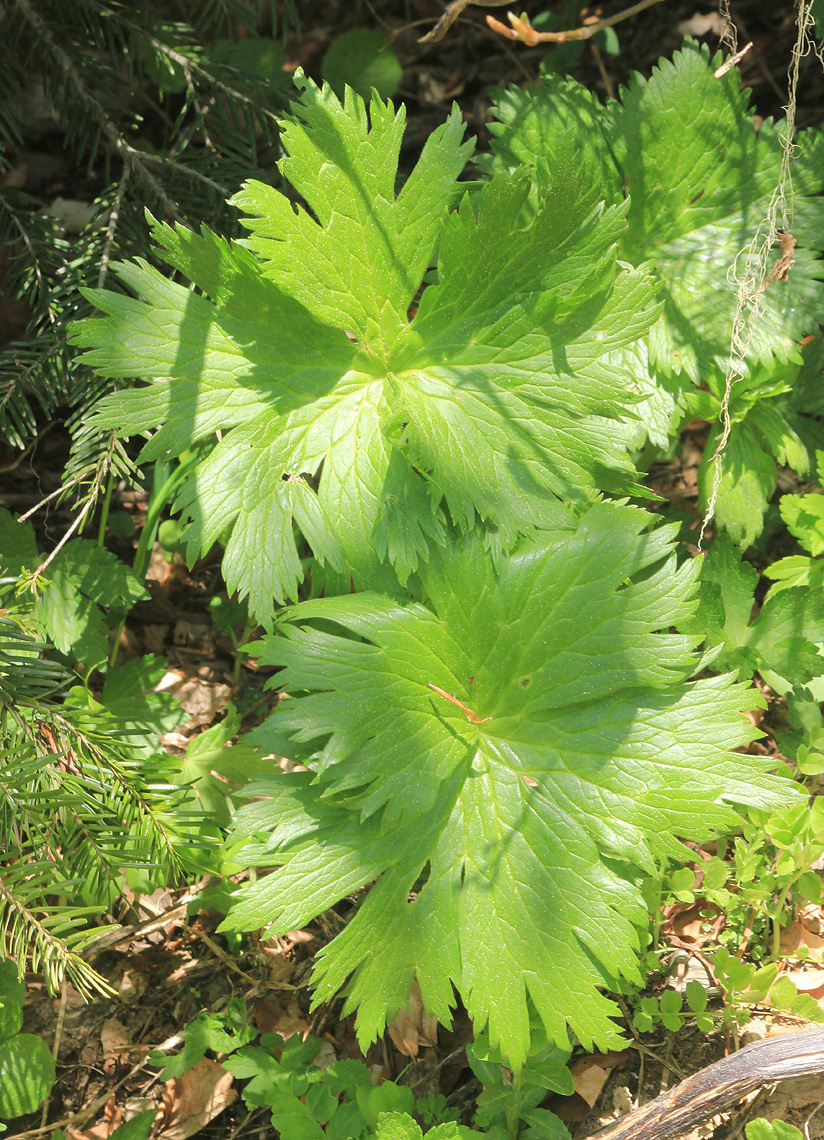 Изображение особи Aconitum orientale.