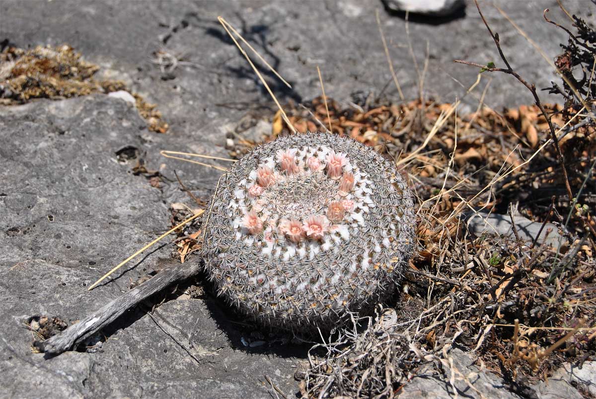 Image of Mammillaria formosa specimen.