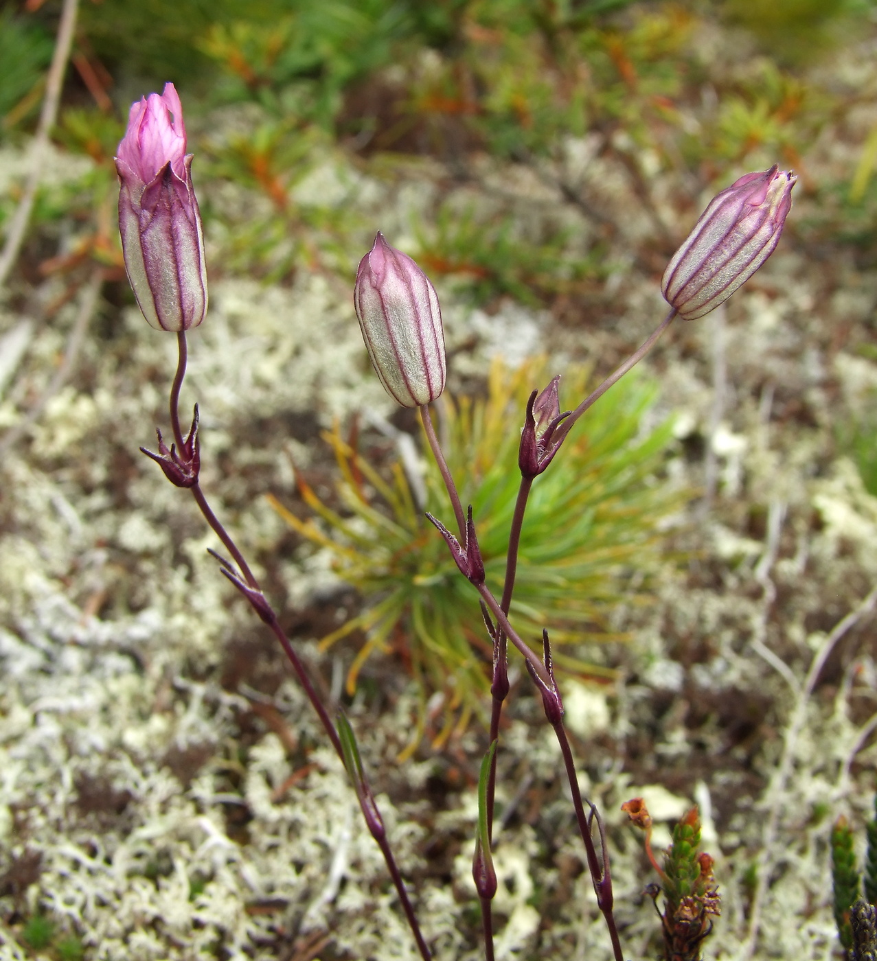 Изображение особи Silene stenophylla.