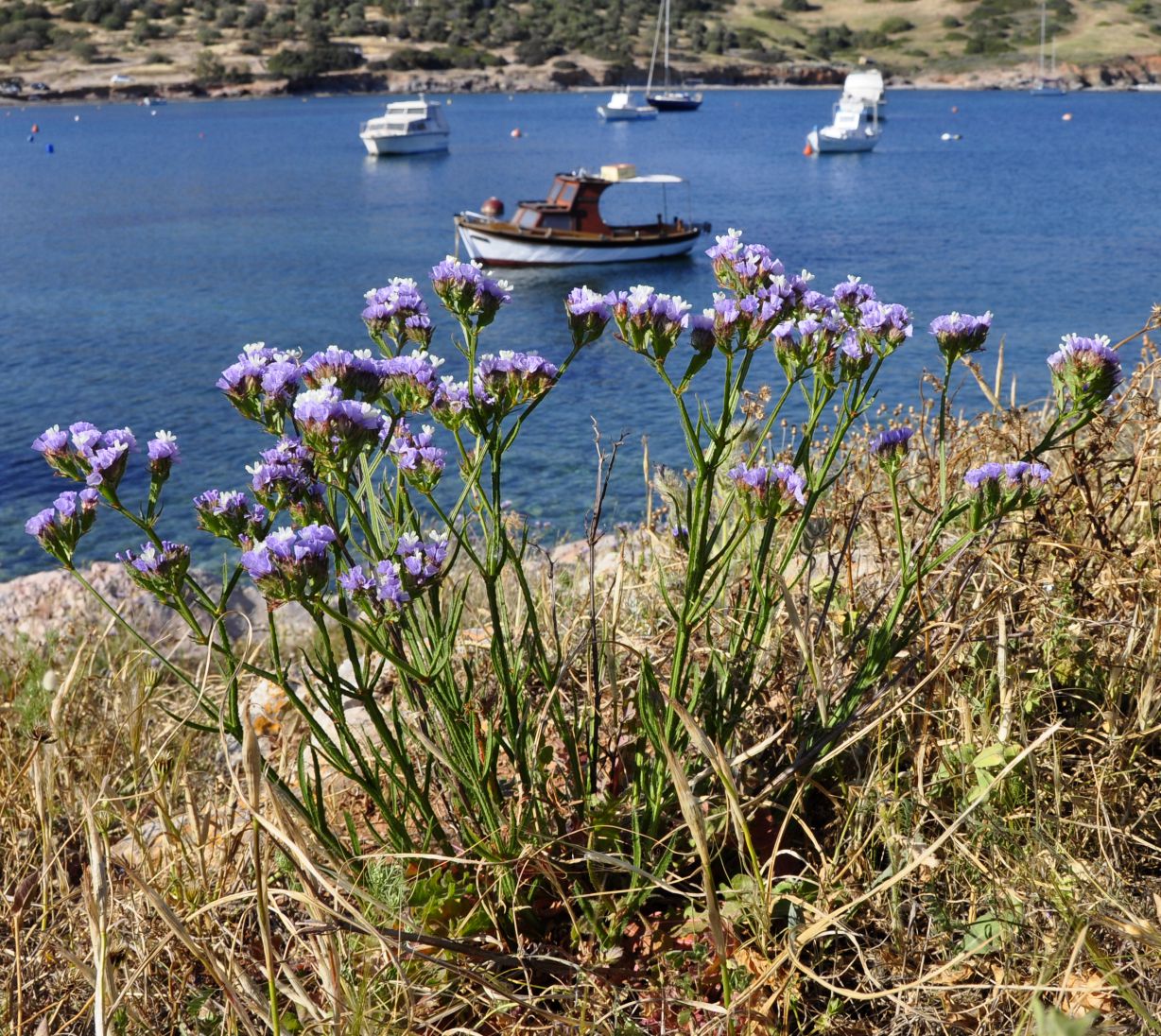 Image of Limonium sinuatum specimen.