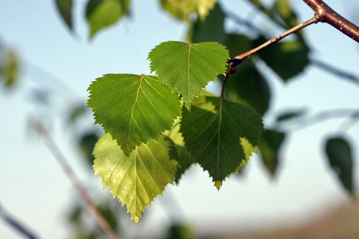 Изображение особи Betula pendula.