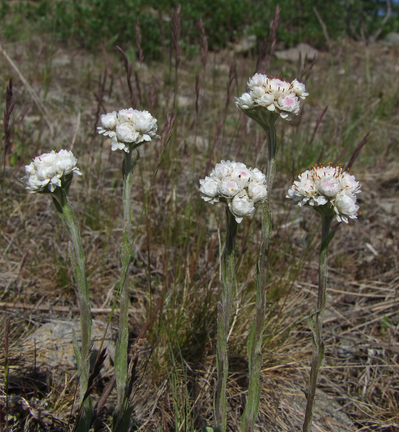 Изображение особи Antennaria dioica.