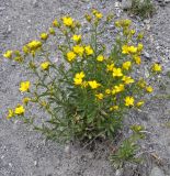 Linum subspecies albanicum