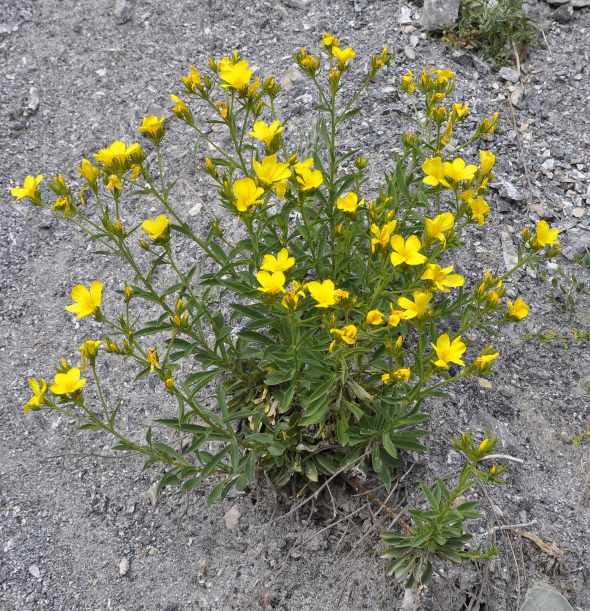 Image of Linum flavum ssp. albanicum specimen.