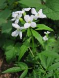 Cardamine bulbifera. Верхняя часть цветущего растения. Москва, ГБС РАН, в культуре. 23.05.2018.