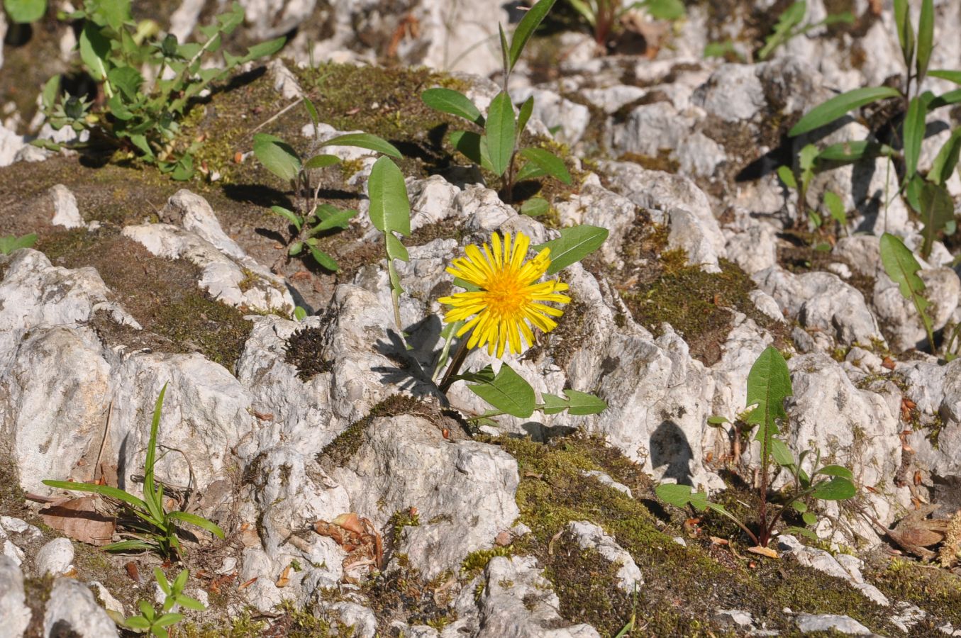 Изображение особи род Taraxacum.