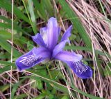 Iris ruthenica