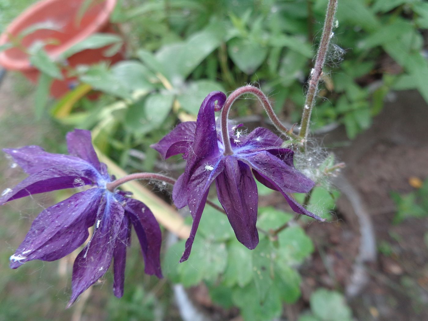 Изображение особи Aquilegia vulgaris.