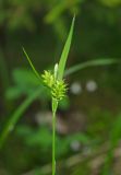 Carex pallescens. Верхушка побега с соплодиями и мужским соцветием. Пермский край, Верещагинский р-н, окр. дер. Усть-Сепыч, долина р. Лысьва, заросли на высоком берегу. 7 июля 2018 г.