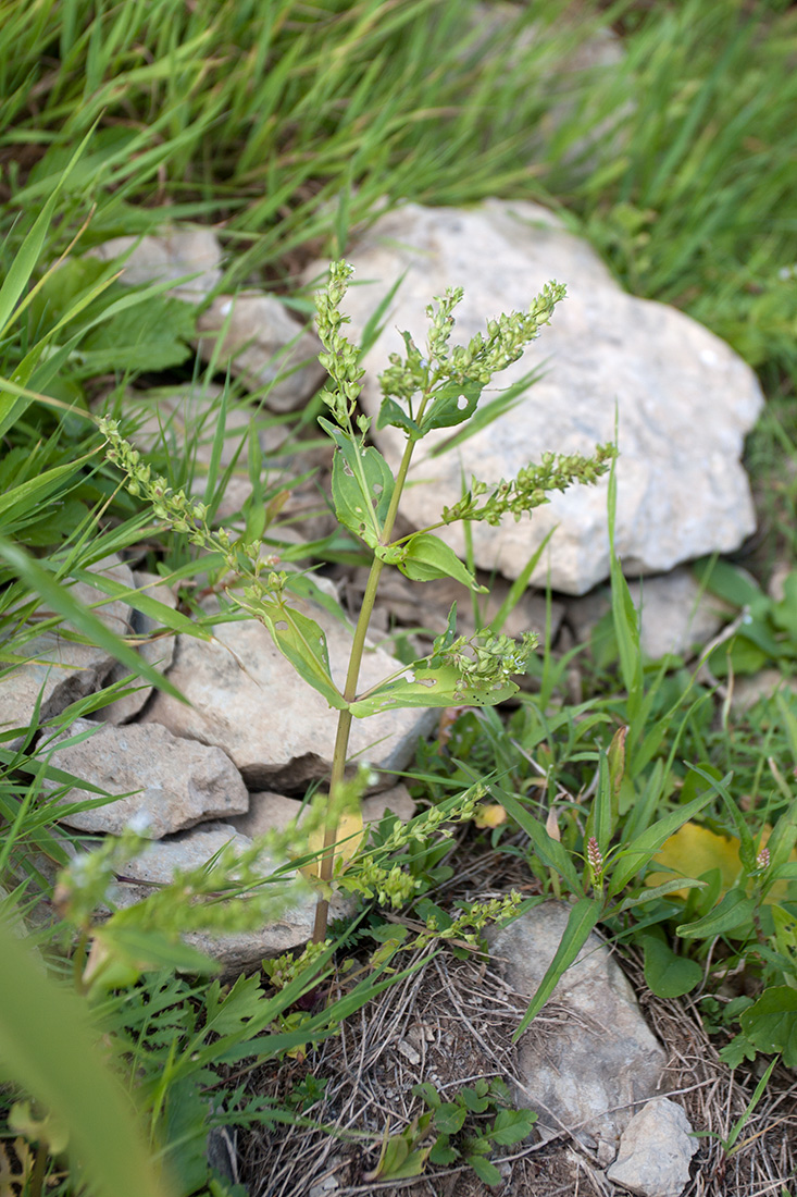 Image of Veronica anagallis-aquatica specimen.