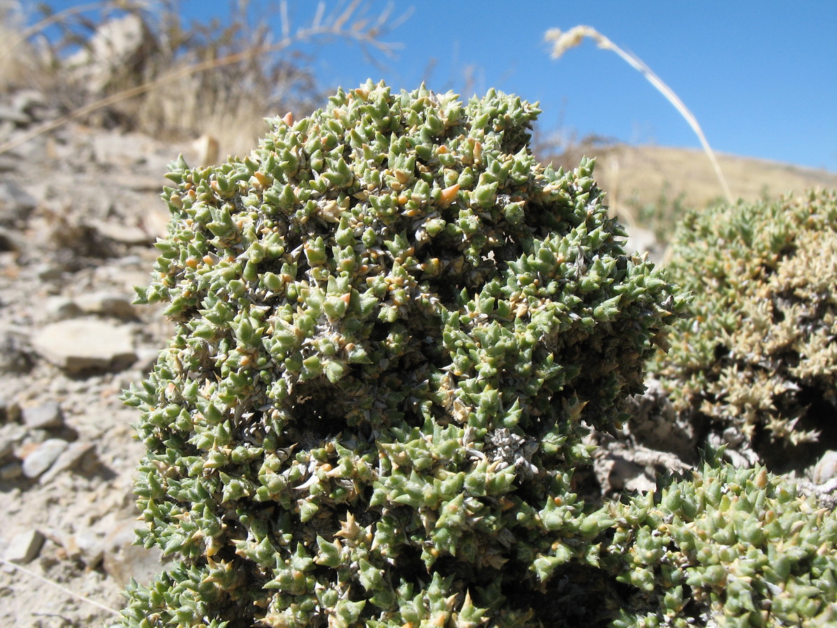 Image of Nanophyton erinaceum ssp. karataviense specimen.