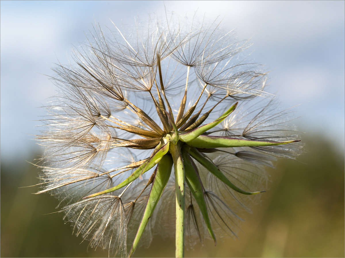 Image of Tragopogon pratensis specimen.