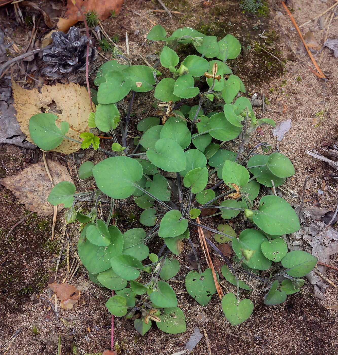 Image of Viola rupestris specimen.