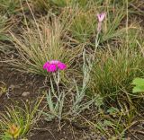 Dianthus versicolor. Цветущее растение. Башкортостан, Учалинский р-н, Ильчигуловский сельсовет, окр. дер. Мулдашево, хр. Нурали, каменистый склон, ≈ 700 м н.у.м. 7 сентября 2018 г.