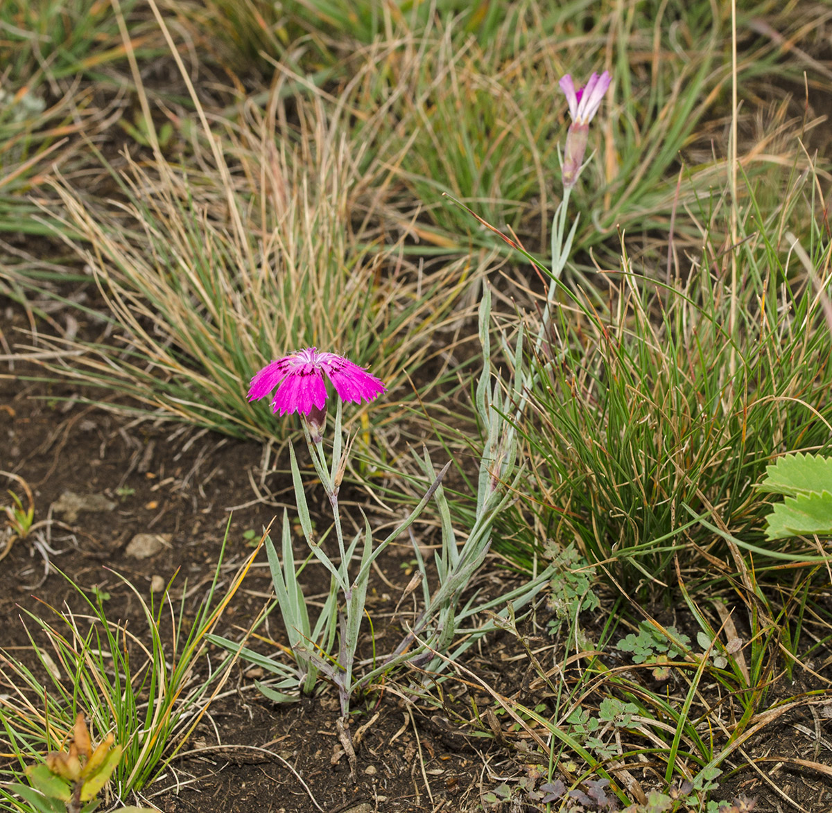 Изображение особи Dianthus versicolor.