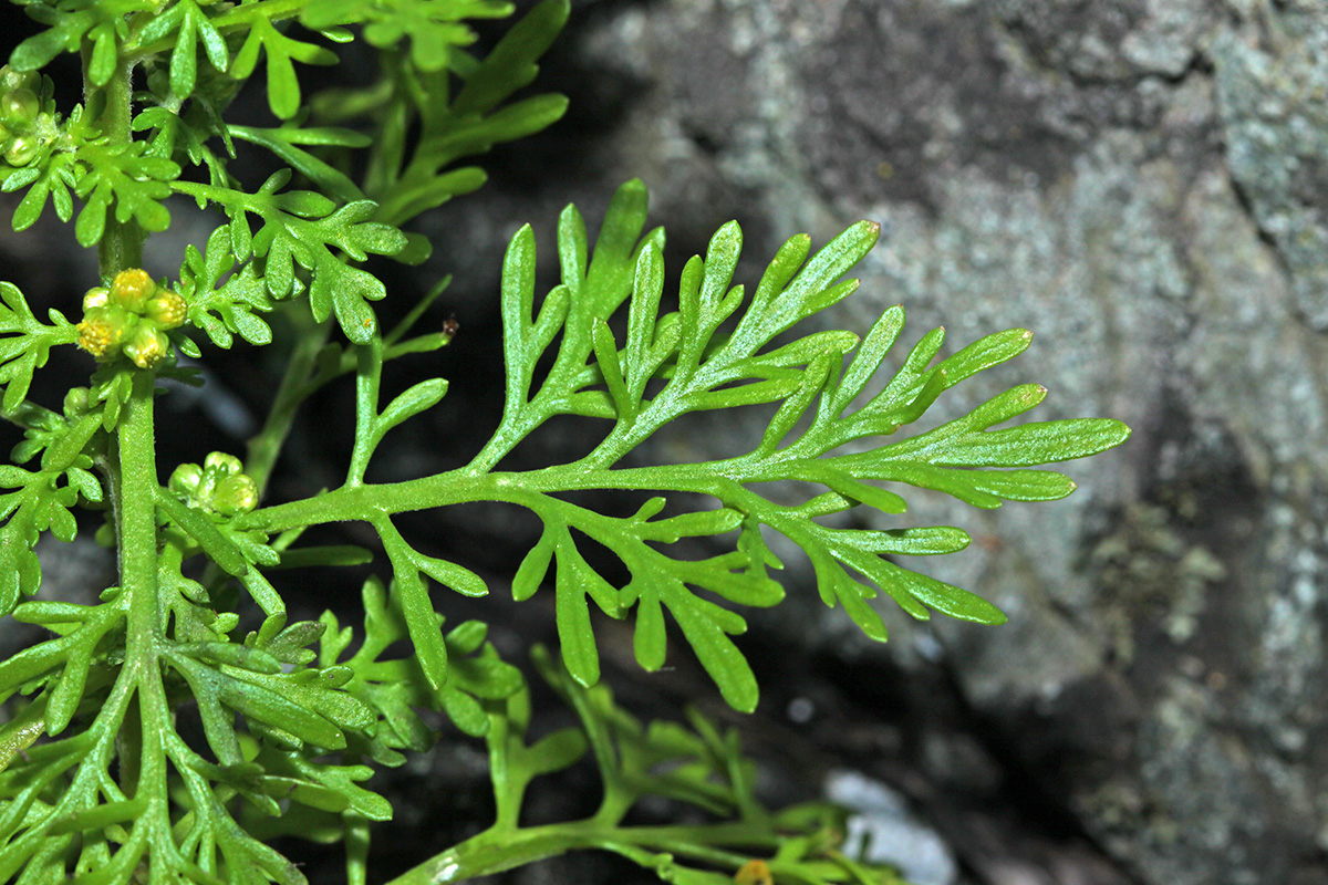 Изображение особи Artemisia aurata.