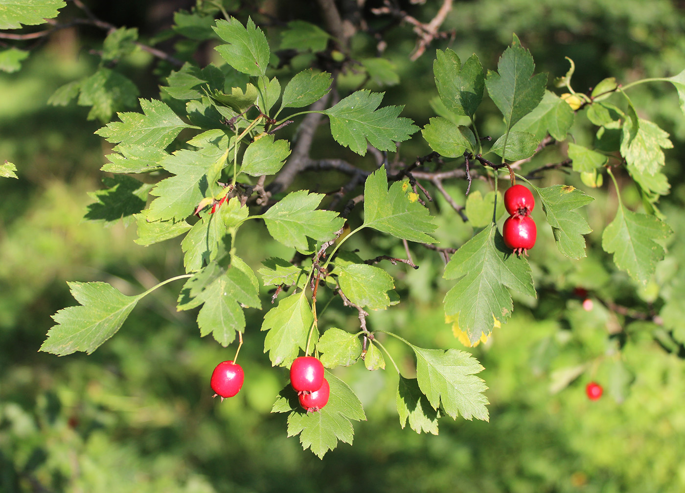 Изображение особи род Crataegus.