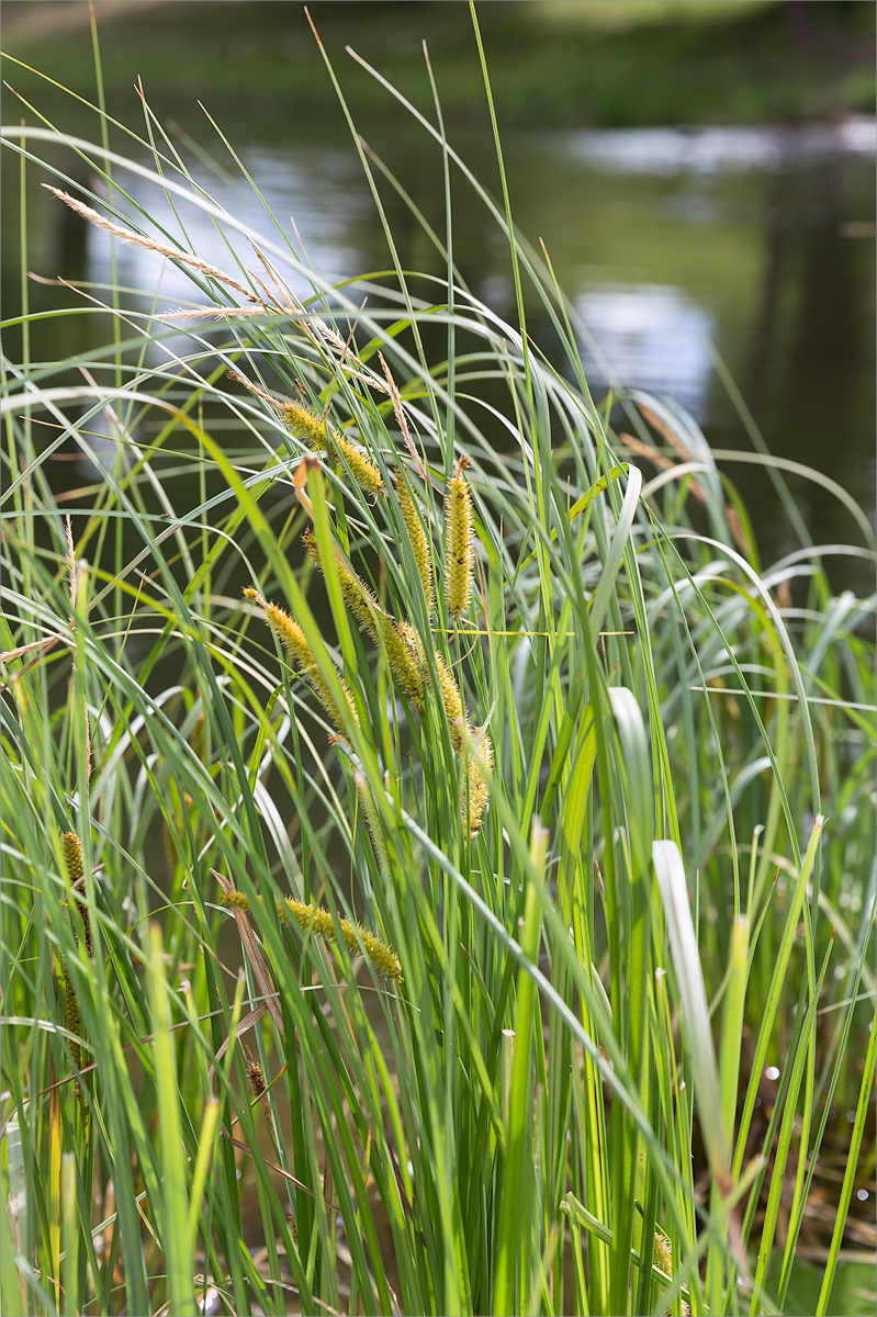 Изображение особи Carex rostrata.