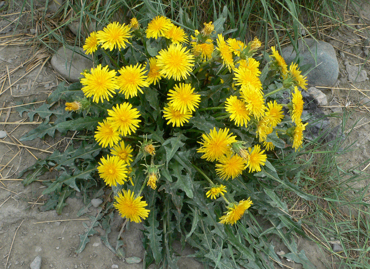 Image of genus Taraxacum specimen.