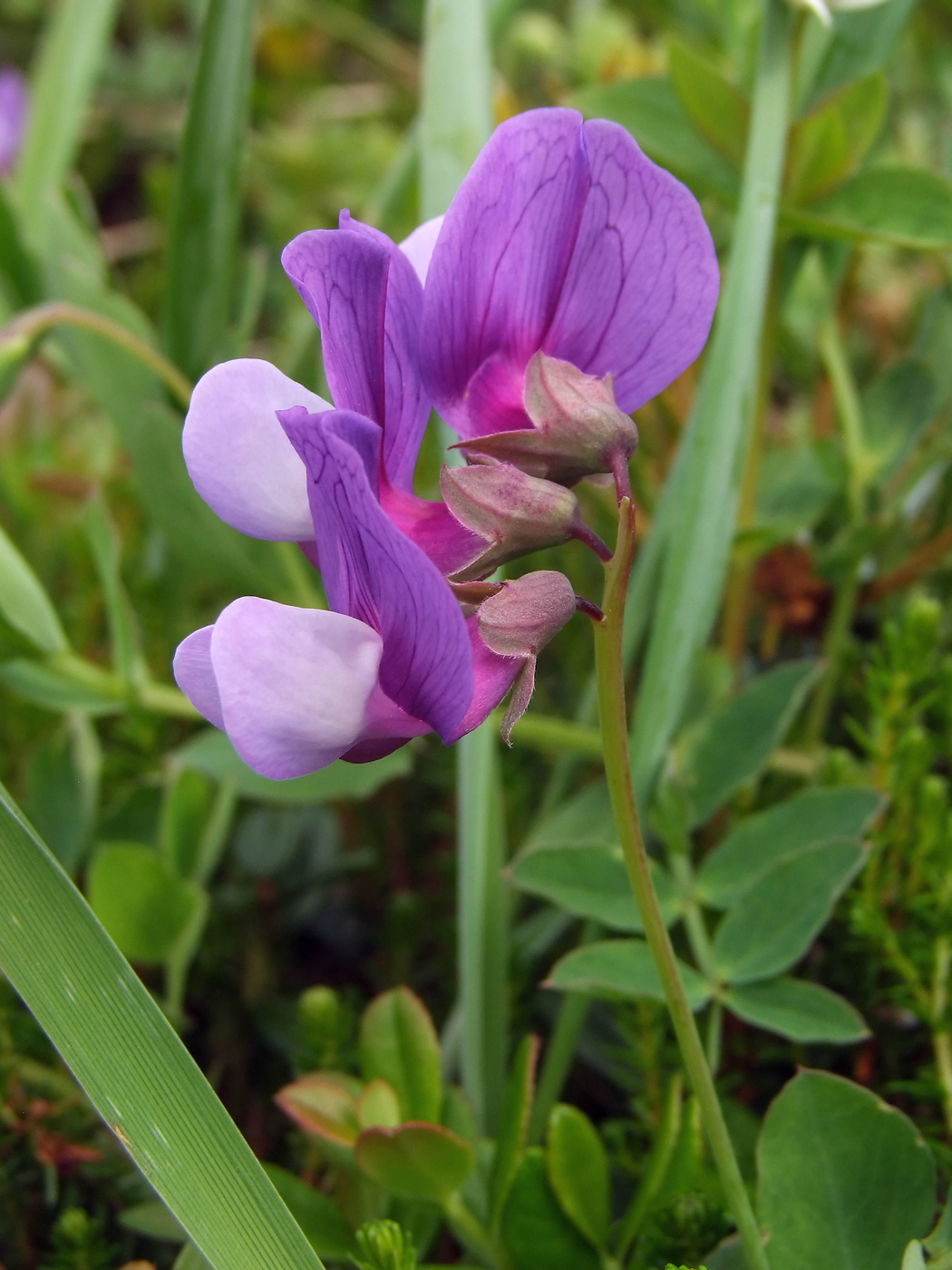 Image of Lathyrus japonicus specimen.