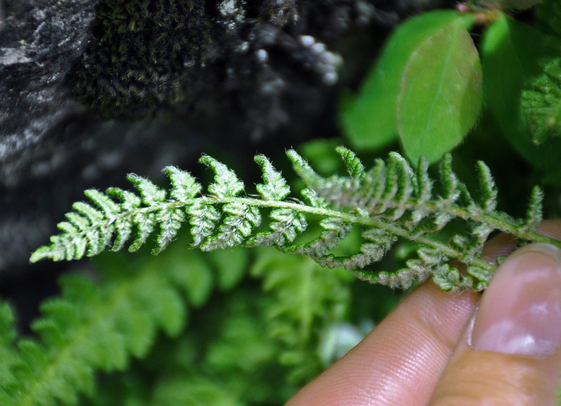 Image of Woodsia ilvensis specimen.