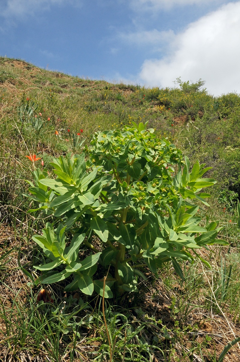 Изображение особи Euphorbia yaroslavii.