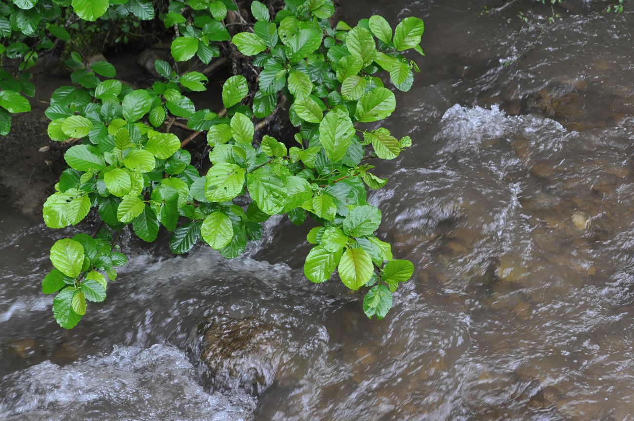 Image of Alnus barbata specimen.