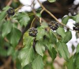 Hedera helix. Верхушка ветви с плодами. Краснодарский край, Сочи, долина р. Цанык. 02.01.2019.