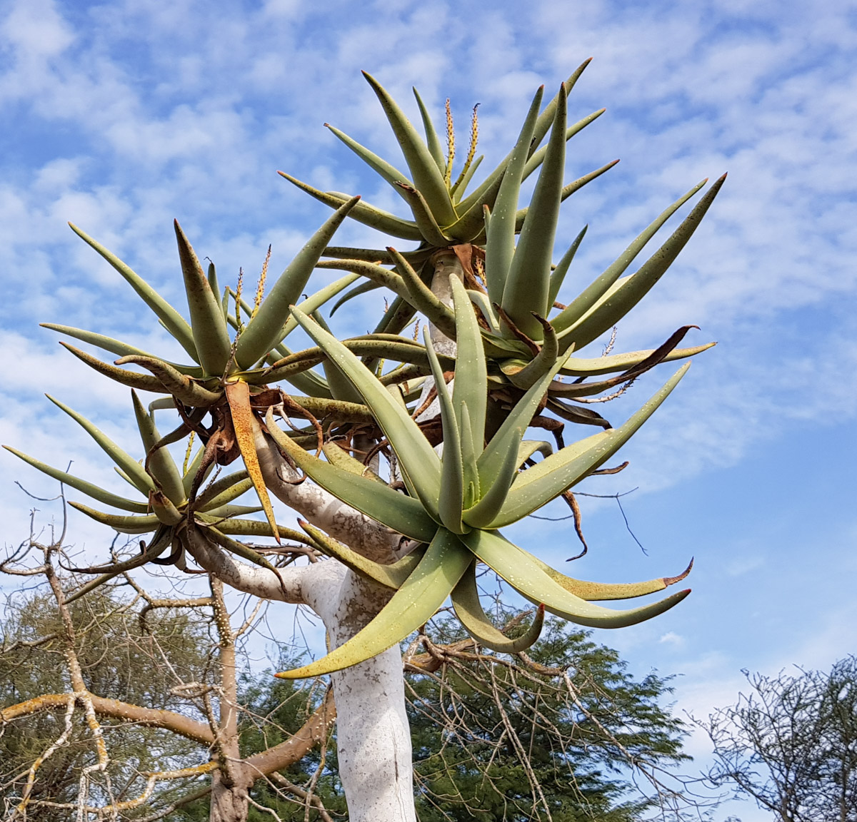 Изображение особи Aloidendron dichotomum.