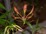 Gloriosa superba