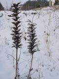 Image of taxon representative. Author is Сергей Апполонов