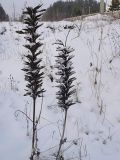 Lupinus polyphyllus. Сухой побег с раскрывшимися плодами. Чувашия, окр. г. Шумерля, Подвенец. 4 января 2009 г.