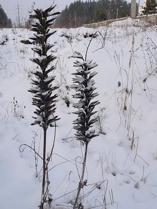 Изображение особи Lupinus polyphyllus.