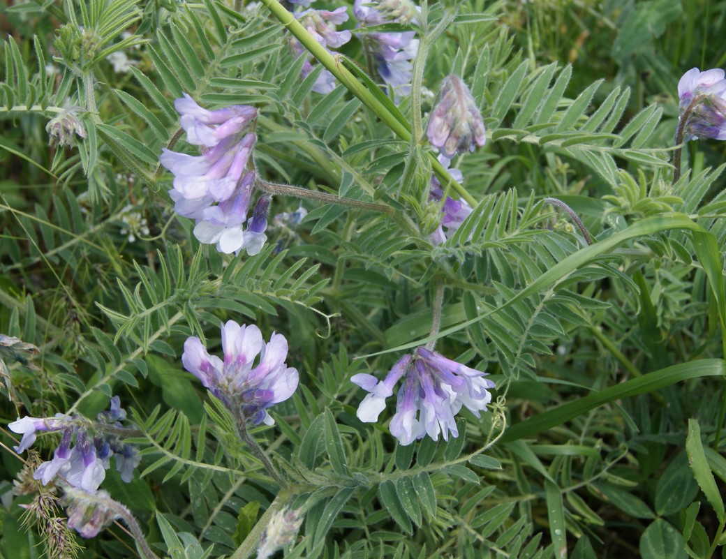 Изображение особи Vicia villosa.