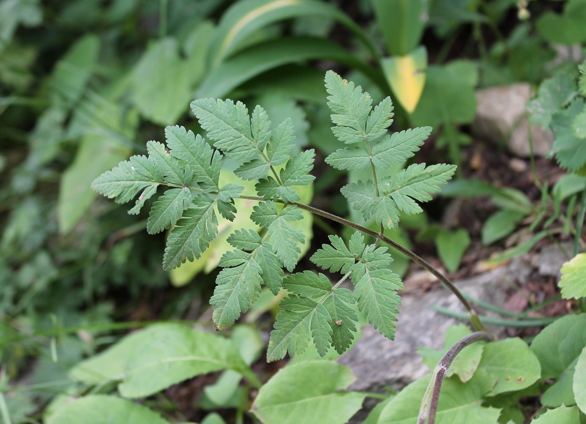 Изображение особи Chaerophyllum aureum.