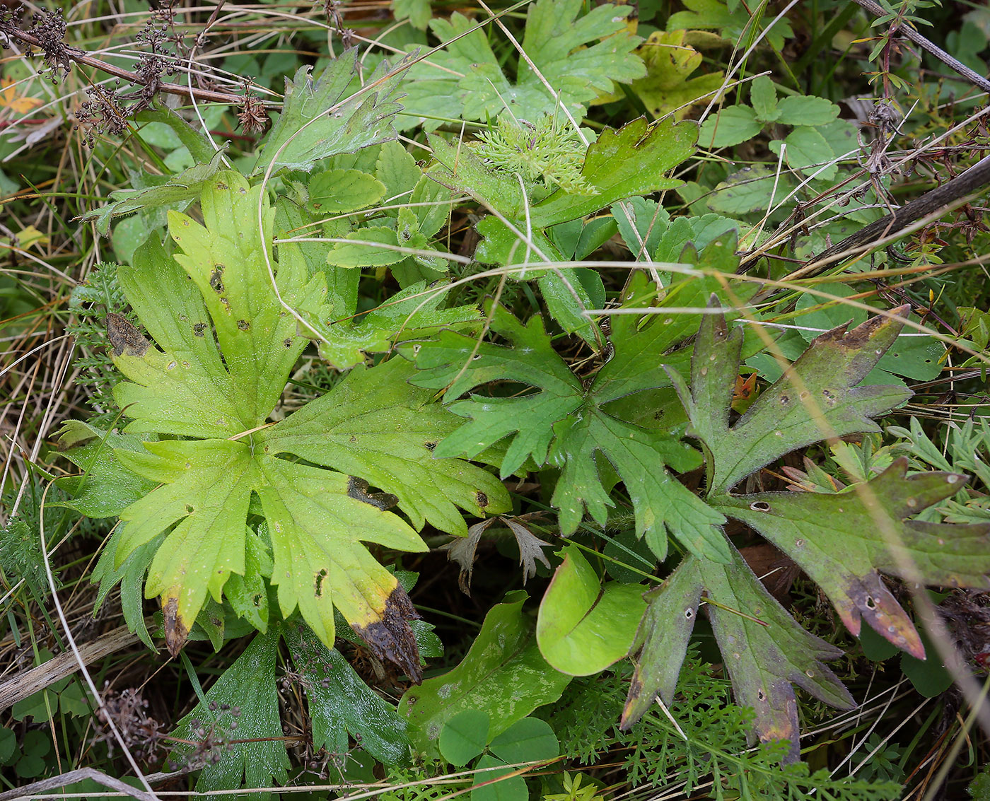 Image of Ranunculus polyanthemos specimen.