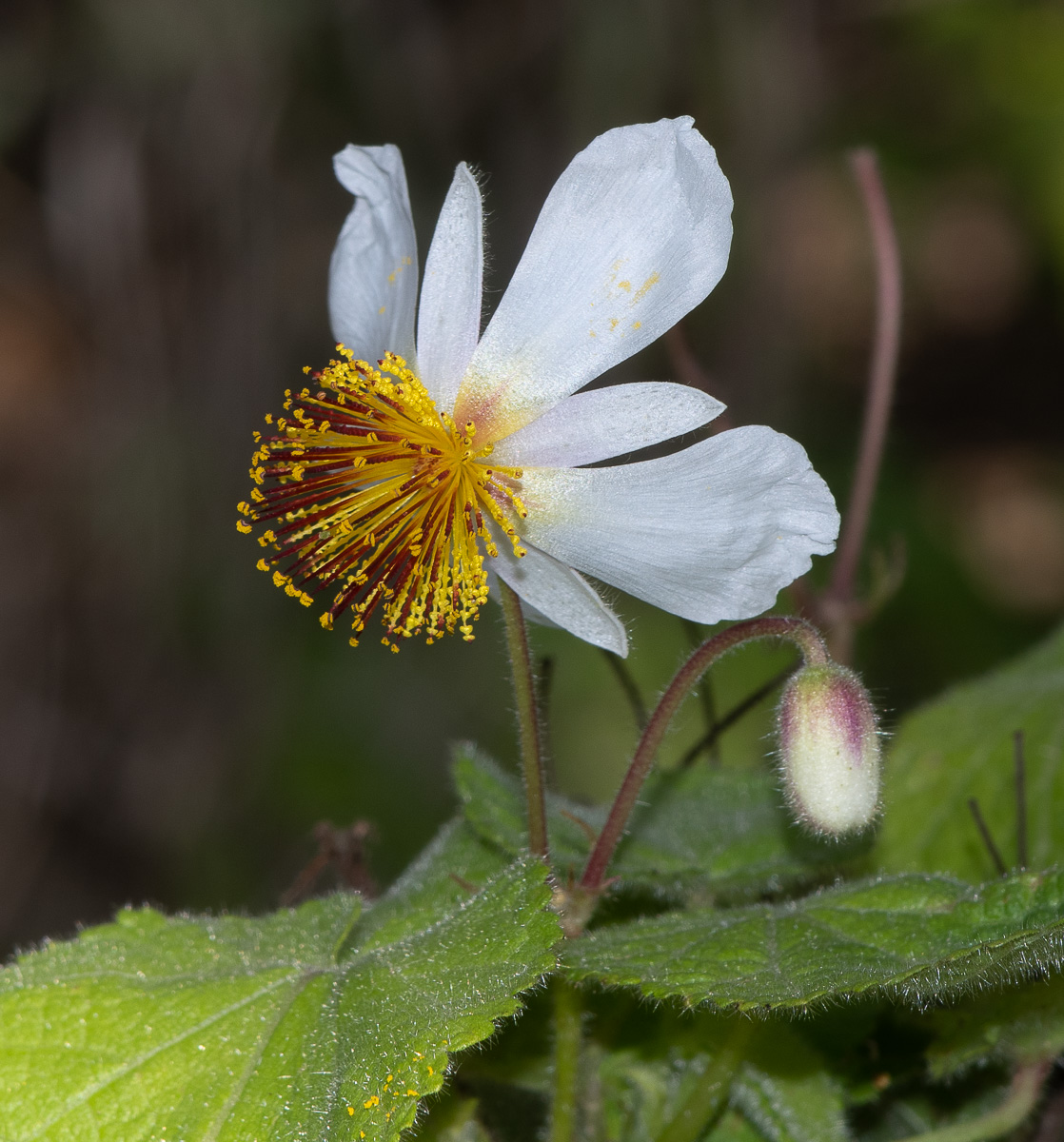 Image of Sparmannia africana specimen.