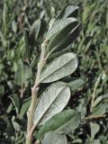 Salix repens. Верхушка побега (видна нижняя сторона листьев). Нидерланды, Северное море, о-в Схирмонниког, влажная долина между приморскими дюнами. 17 июля 2010 г.