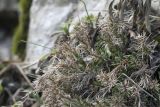genus Minuartia