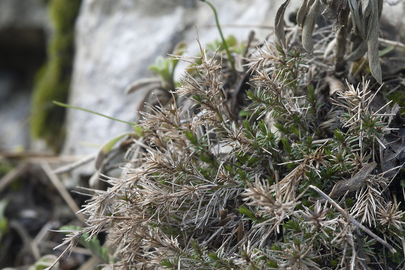 Image of genus Minuartia specimen.
